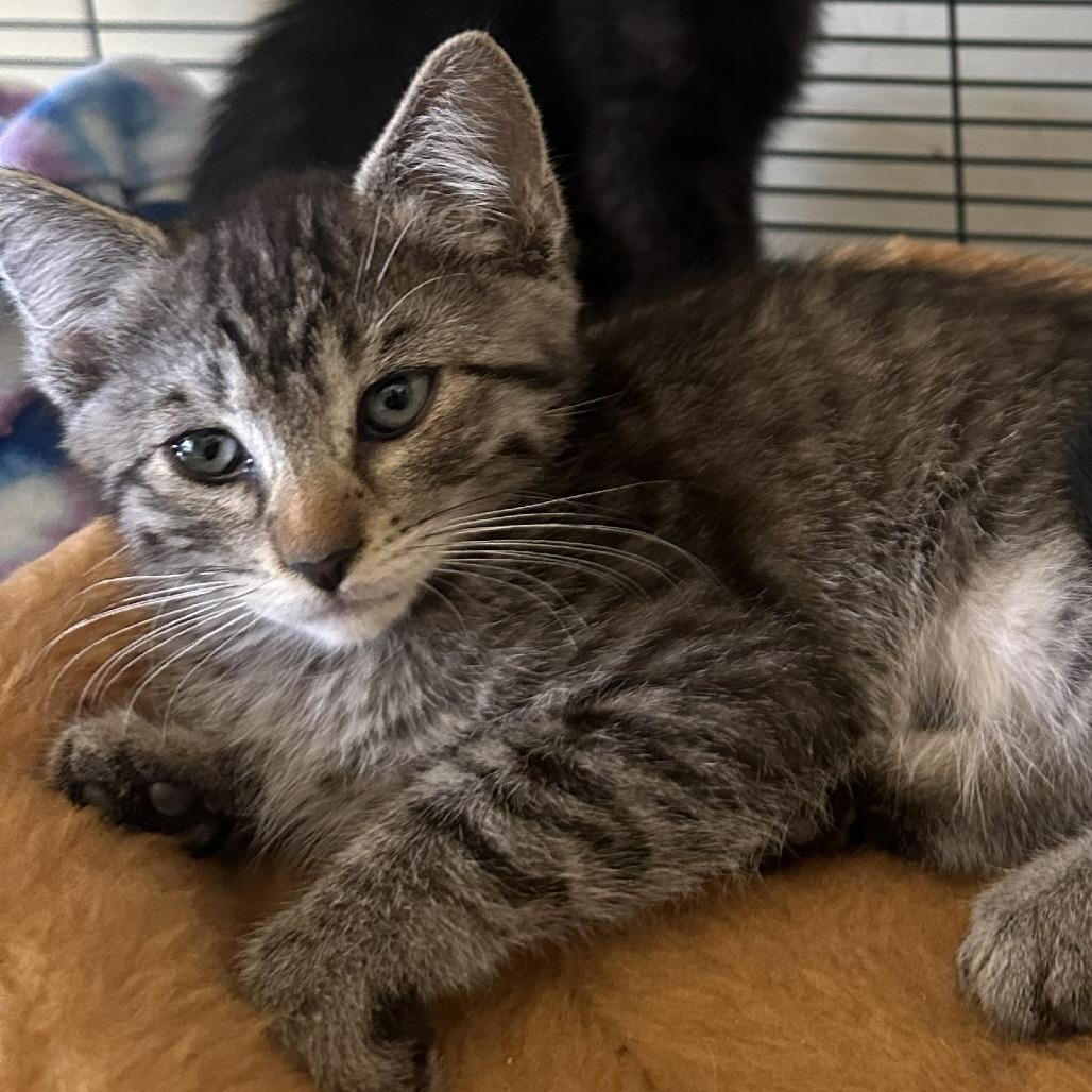 MICHAEL'S #1, Adoptable, Kitten Male Domestic Short Hair.