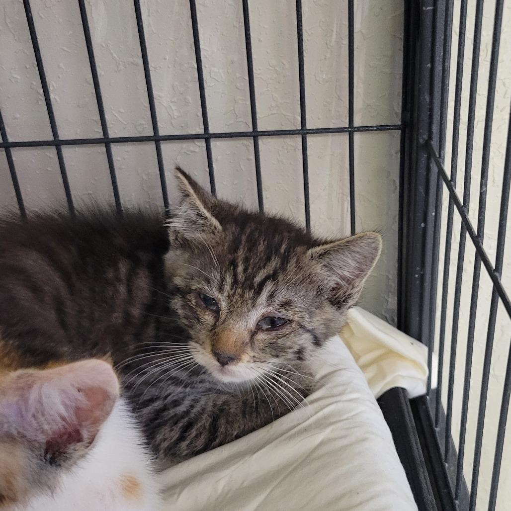 Enlarge TIGER, a Adoptable Domestic Short Hair in Willows, CA image 3/3