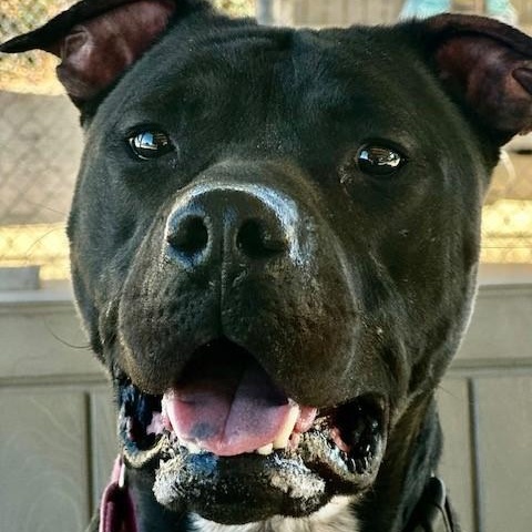 Oasis, an adoptable Labrador Retriever in Phoenix, OR, 97535 | Photo Image 2