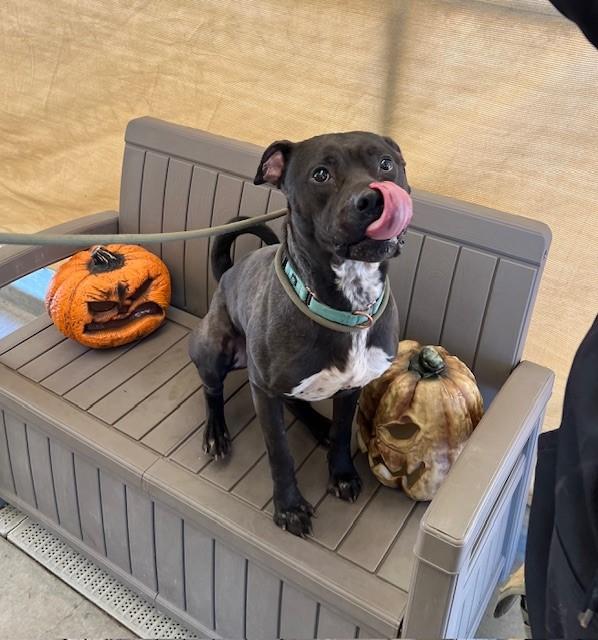 Oasis, an adoptable Labrador Retriever in Phoenix, OR, 97535 | Photo Image 5