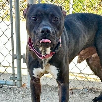 Oasis, an adoptable Labrador Retriever in Phoenix, OR, 97535 | Photo Image 4