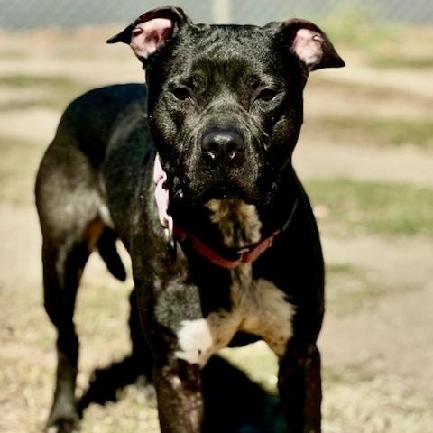 Oasis, an adoptable Labrador Retriever in Phoenix, OR, 97535 | Photo Image 3