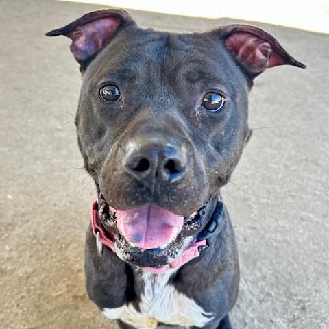 Oasis, Adoptable, Adult Male Labrador Retriever.