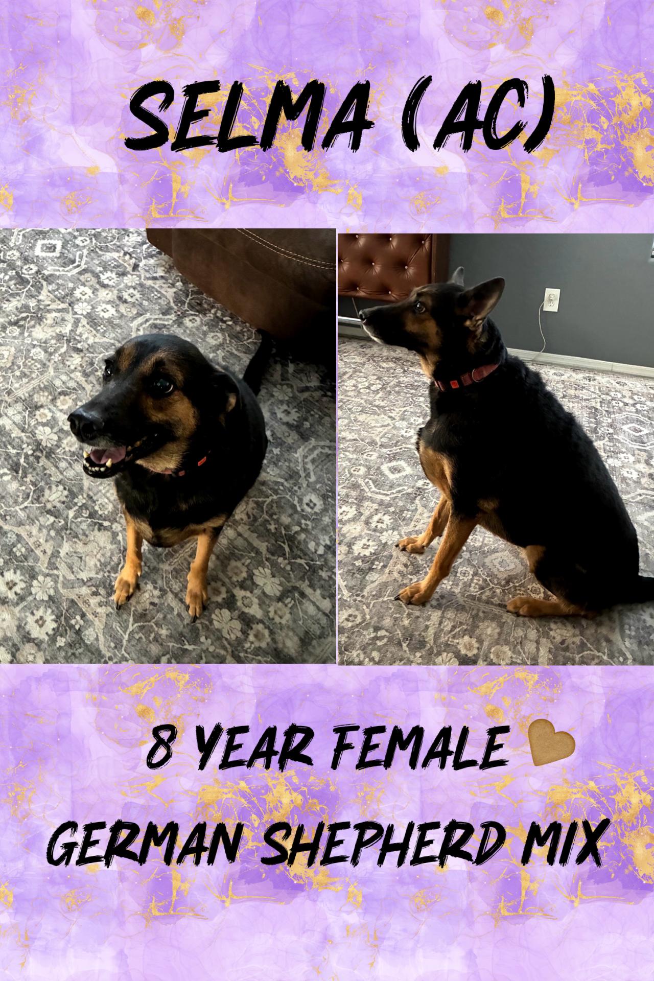 SELMA – 8 YEAR FEMALE GERMAN SHEPHERD MIX@ PETCO, 5011 E. RAY ROAD, PHX 85044 ON SATURDAY, JAN. 17th, ADOPTABLE, Adult Female German Shepherd Dog.