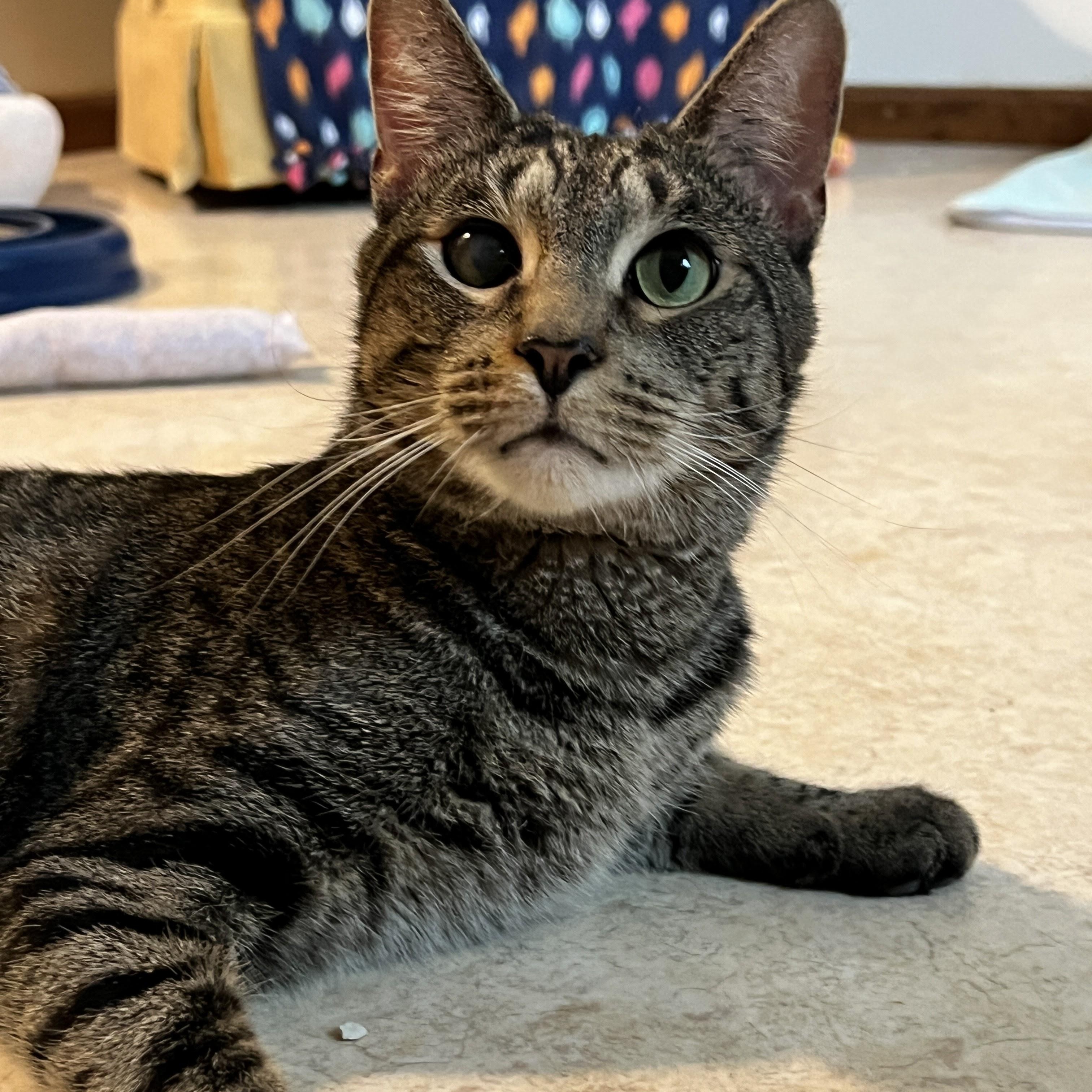 Enlarge Chance, a Adoptable mixed breed in Germansville, PA image 5/5