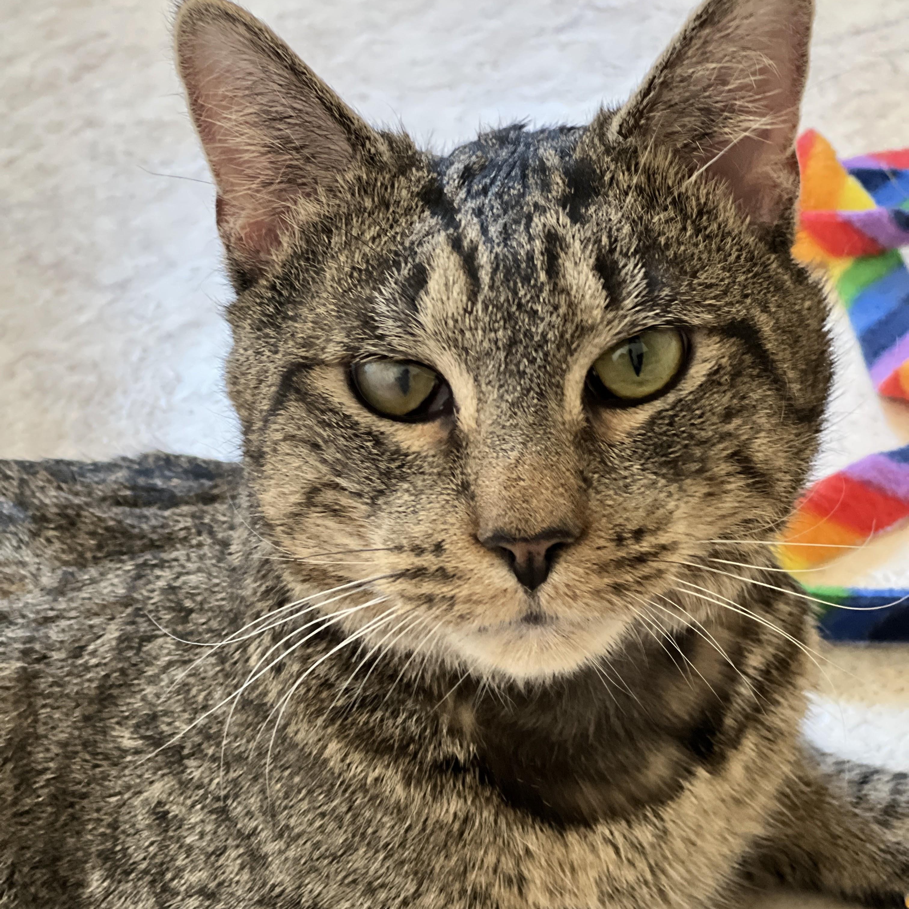Chance, ADOPTABLE, Adult Male Domestic Short Hair & Tabby.