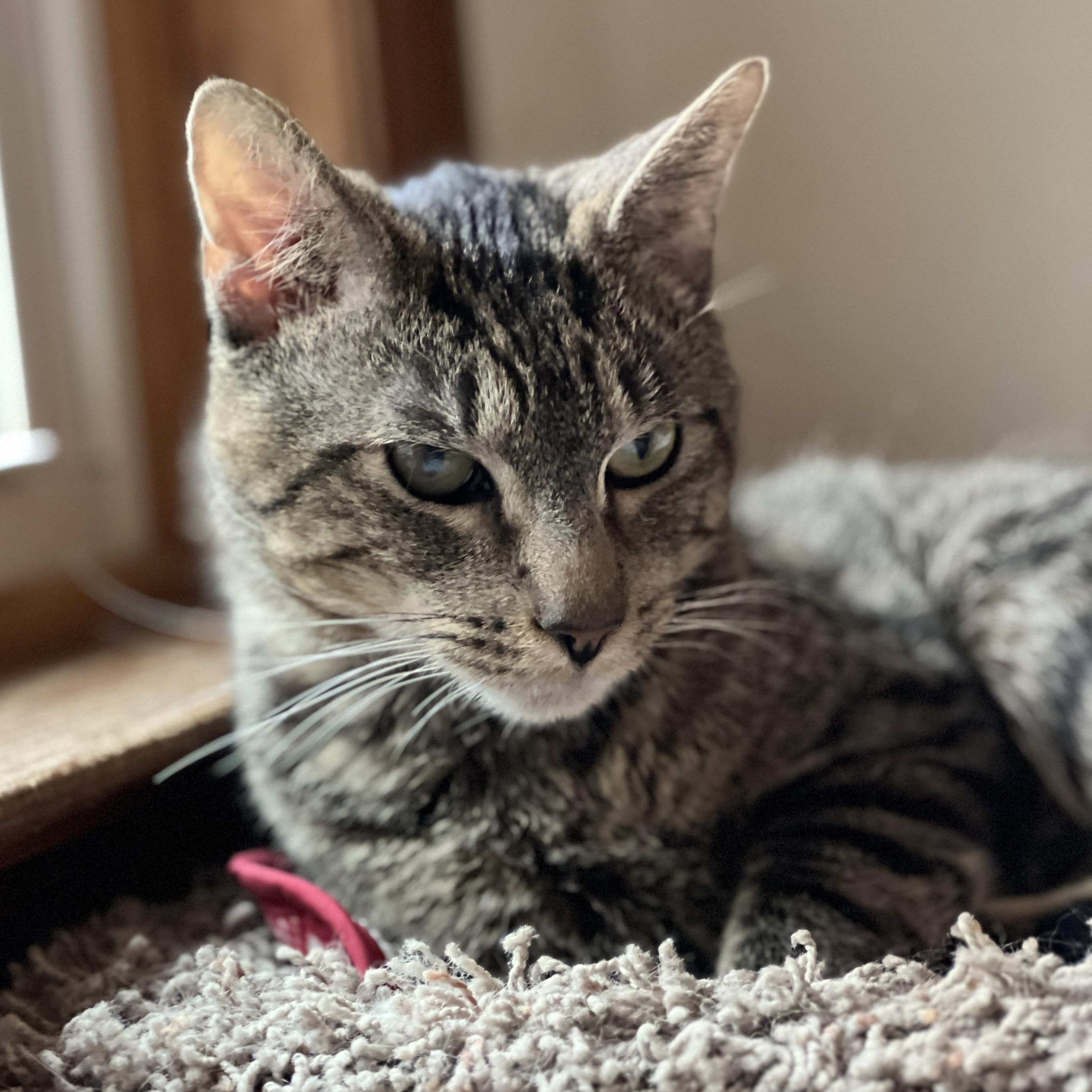 Enlarge Chance, a Adoptable mixed breed in Germansville, PA image 4/5