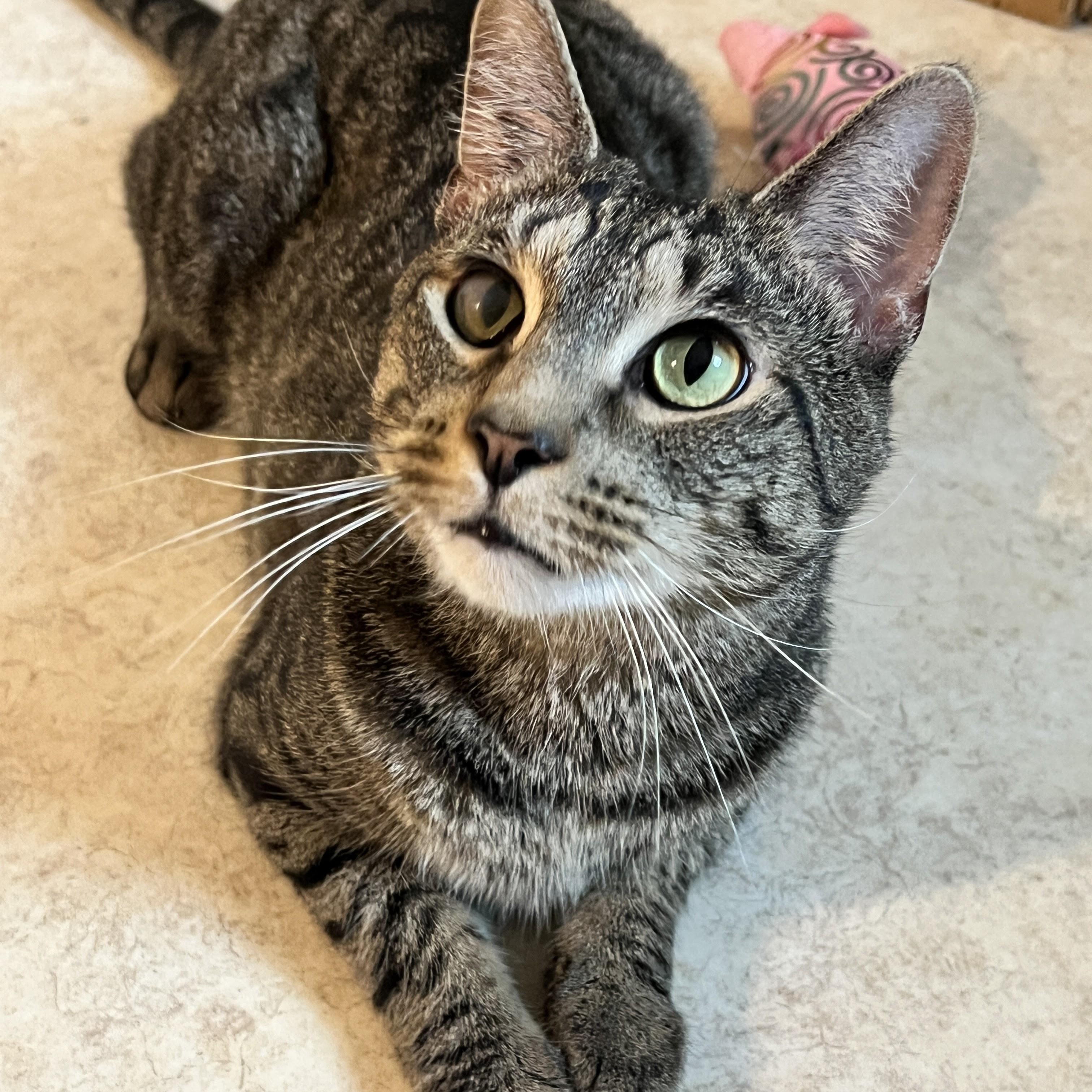 Enlarge Chance, a Adoptable mixed breed in Germansville, PA image 1/5