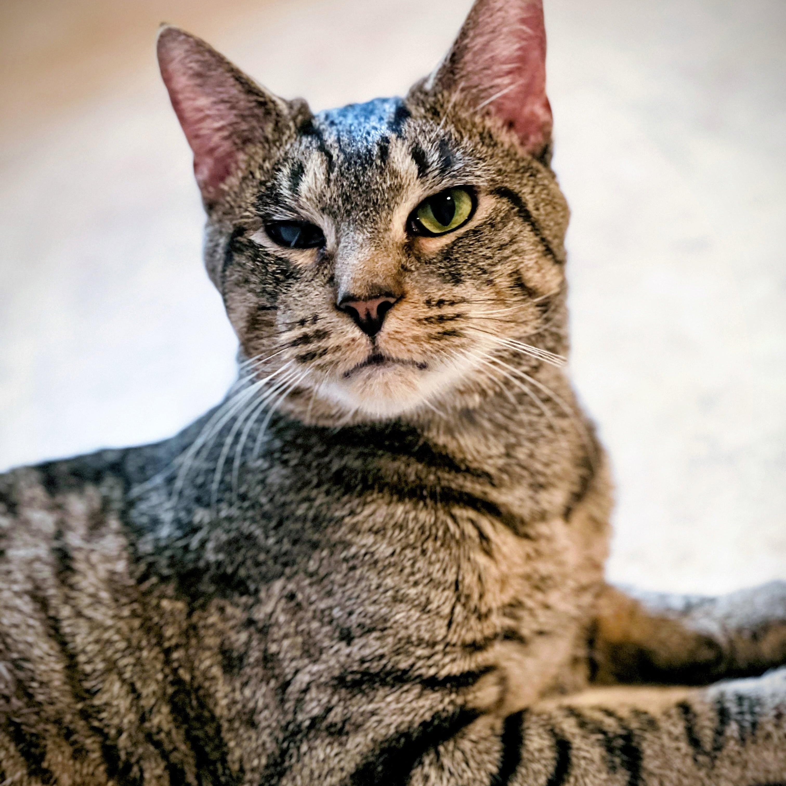 Enlarge Chance, a Adoptable mixed breed in Germansville, PA image 3/5