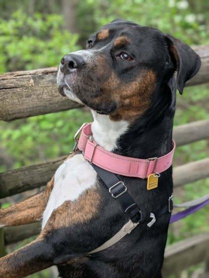 Enlarge Kara, a Adoptable mixed breed in Montreal, QC image 1/3