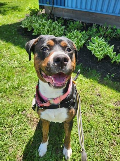 Enlarge Kara, a Adoptable mixed breed in Montreal, QC image 2/3