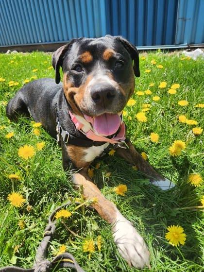 Enlarge Kara, a Adoptable mixed breed in Montreal, QC image 3/3