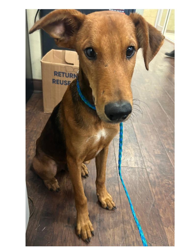 Enlarge Dog Kennel #5, a Adoptable mixed breed in Greenville, TX image 1/2