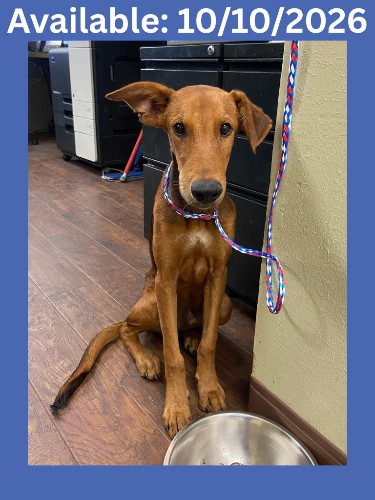 Enlarge Dog Kennel #5, a Adoptable mixed breed in Greenville, TX image 2/2