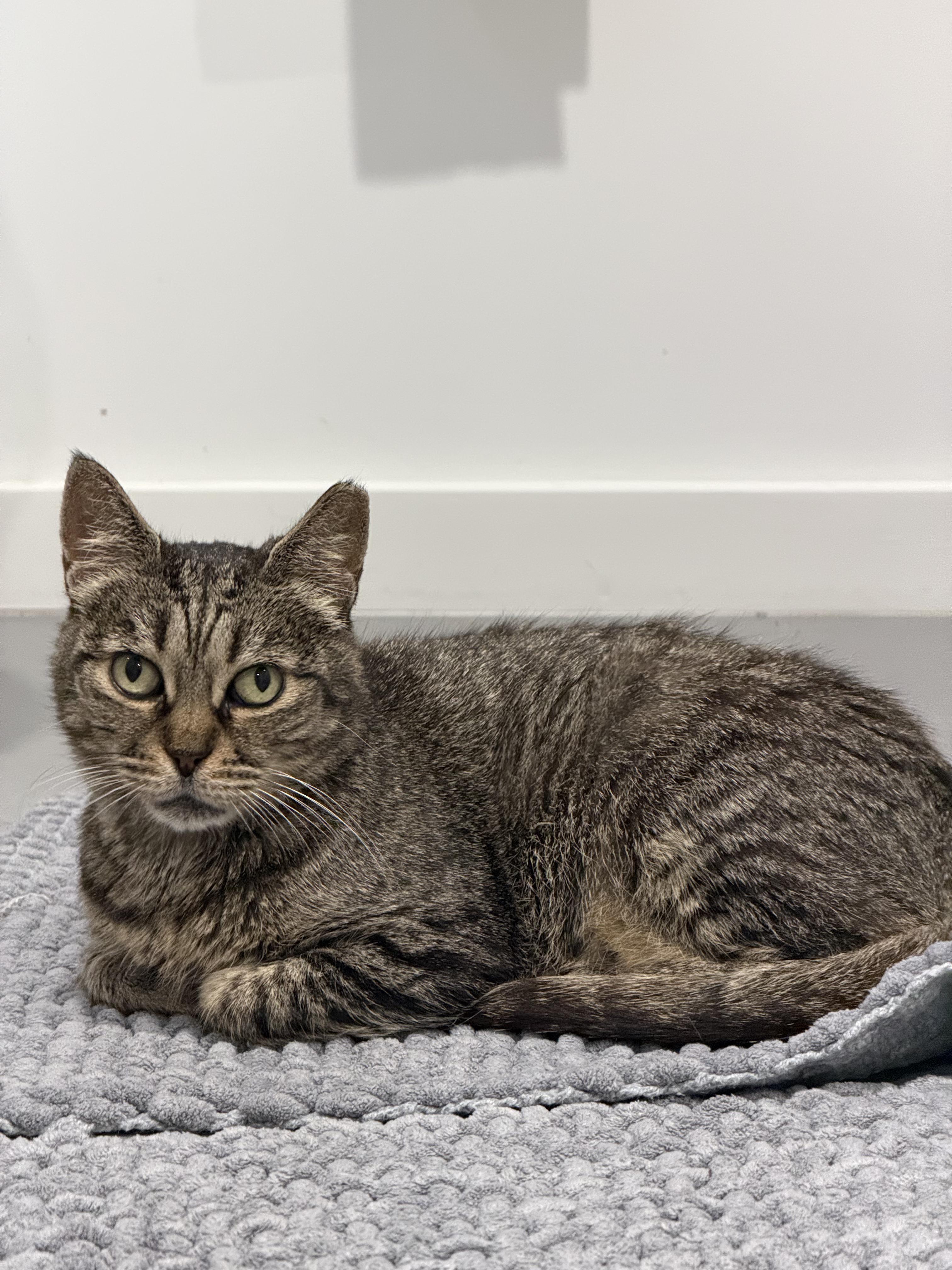 Enlarge Molly, a ADOPTABLE American Shorthair in Boston, MA image 5/6