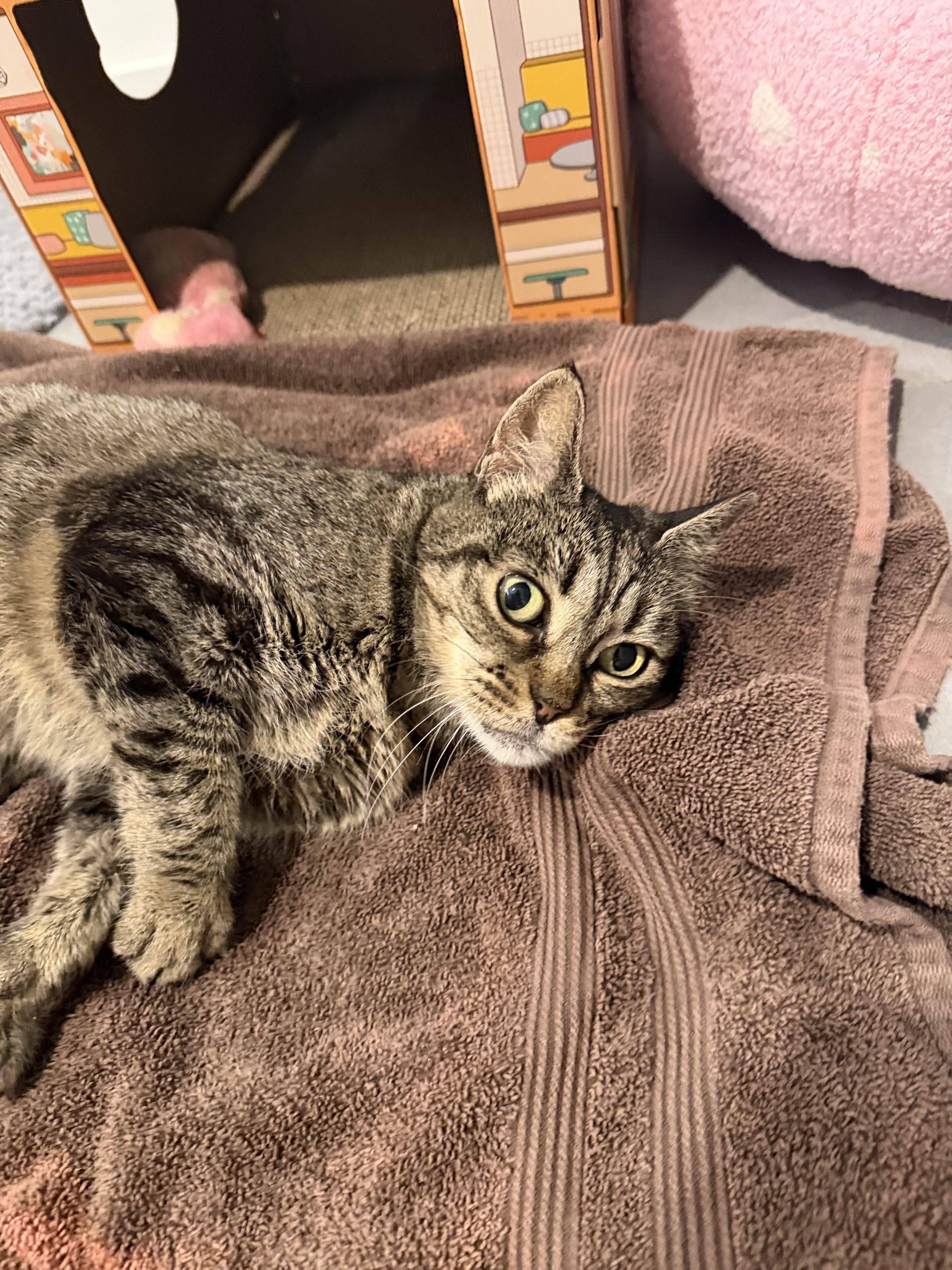 Enlarge Molly, a ADOPTABLE American Shorthair in Boston, MA image 4/6