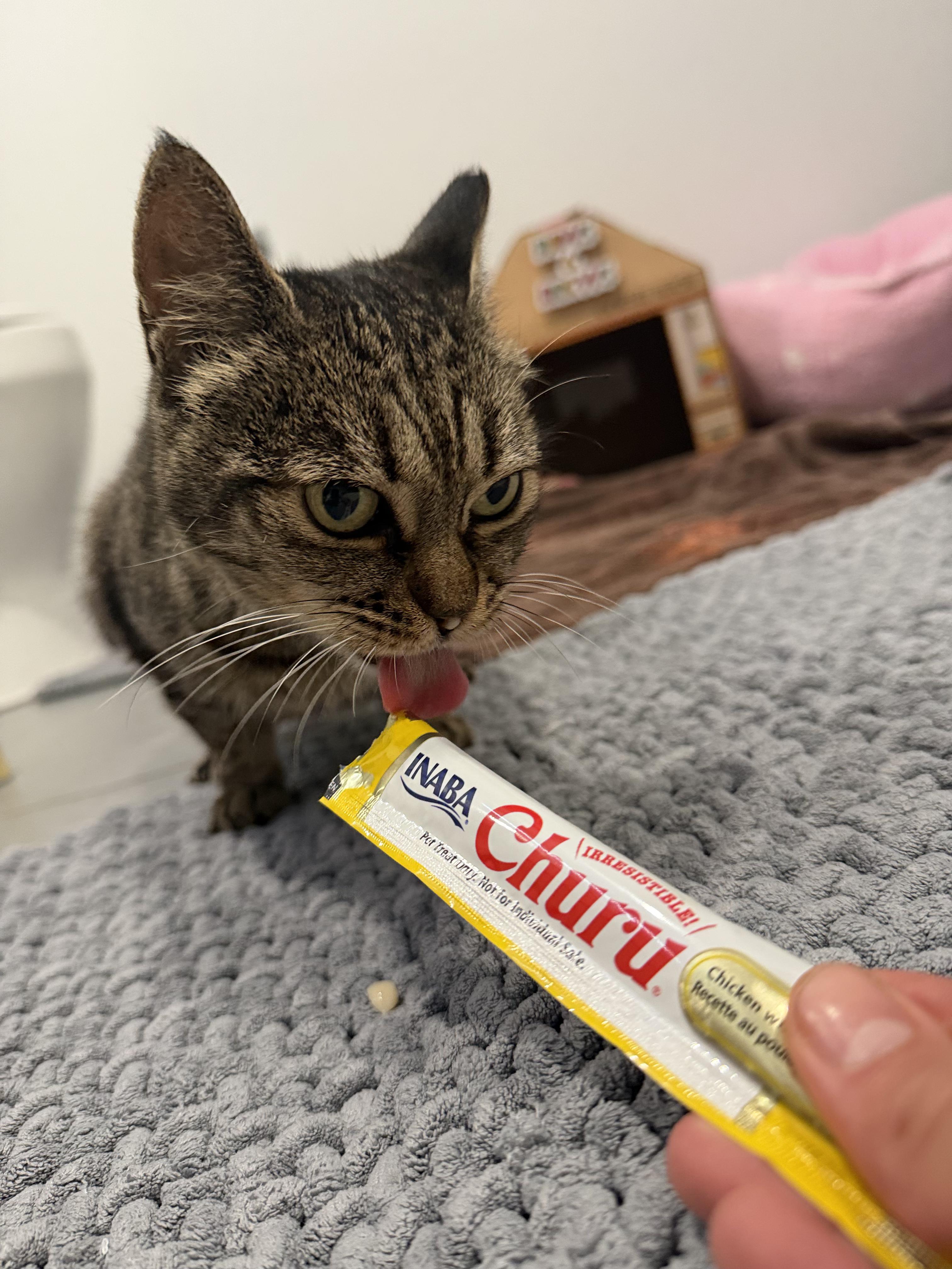 Enlarge Molly, a ADOPTABLE American Shorthair in Boston, MA image 2/6