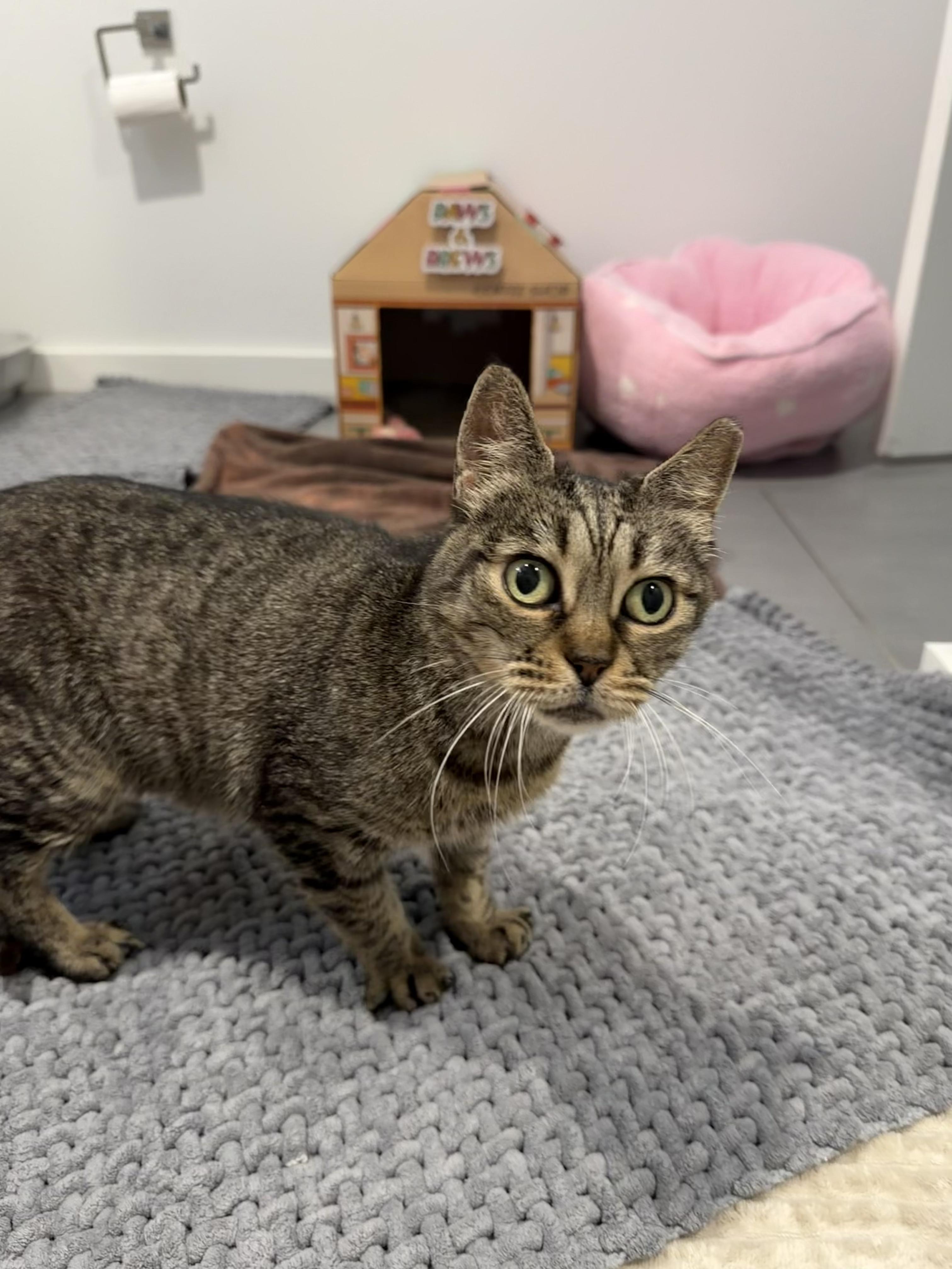 Enlarge Molly, a ADOPTABLE American Shorthair in Boston, MA image 1/6