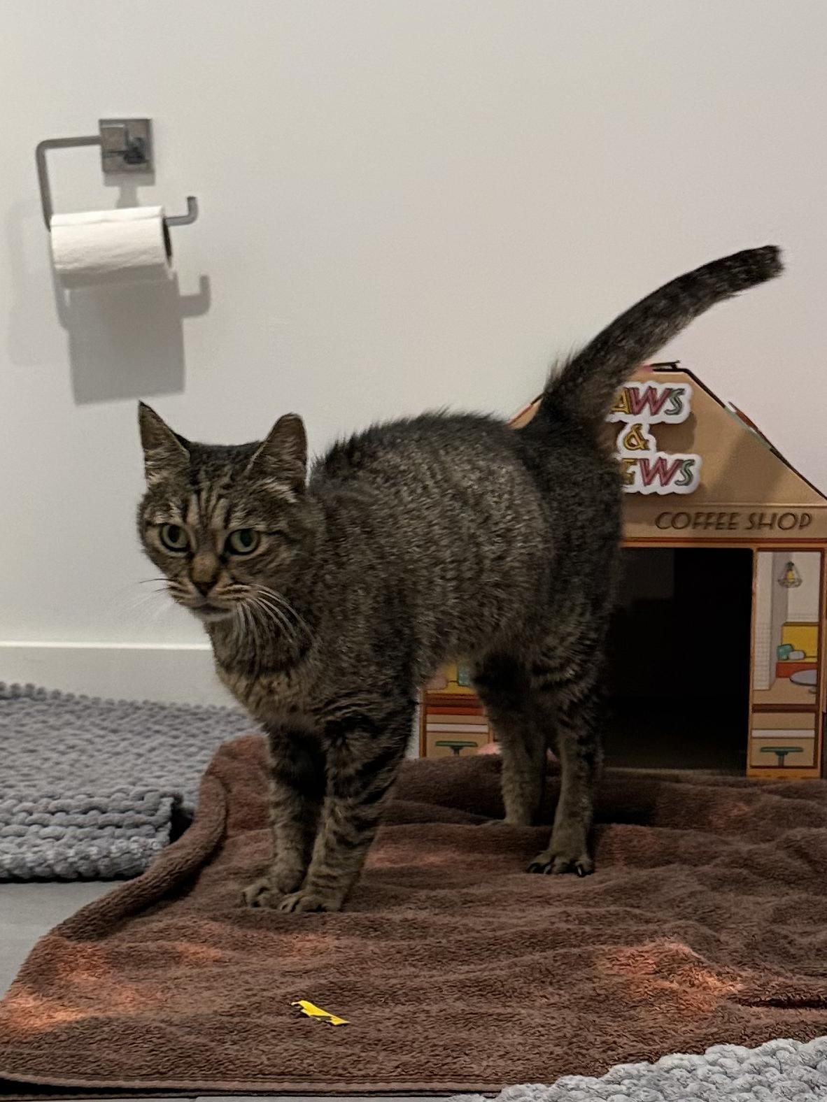 Enlarge Molly, a ADOPTABLE American Shorthair in Boston, MA image 3/6