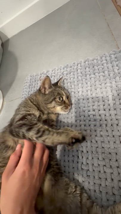 Enlarge Molly, a ADOPTABLE American Shorthair in Boston, MA video 6/6