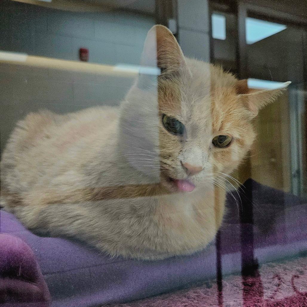 Enlarge Bram, a Adoptable Domestic Short Hair in Brookfield, WI image 2/5