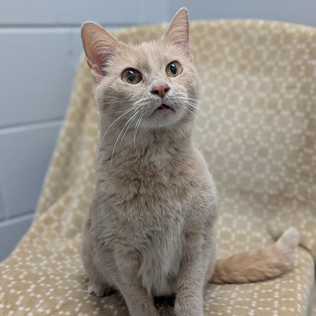 Enlarge Bram, a Adoptable Domestic Short Hair in Brookfield, WI image 3/5