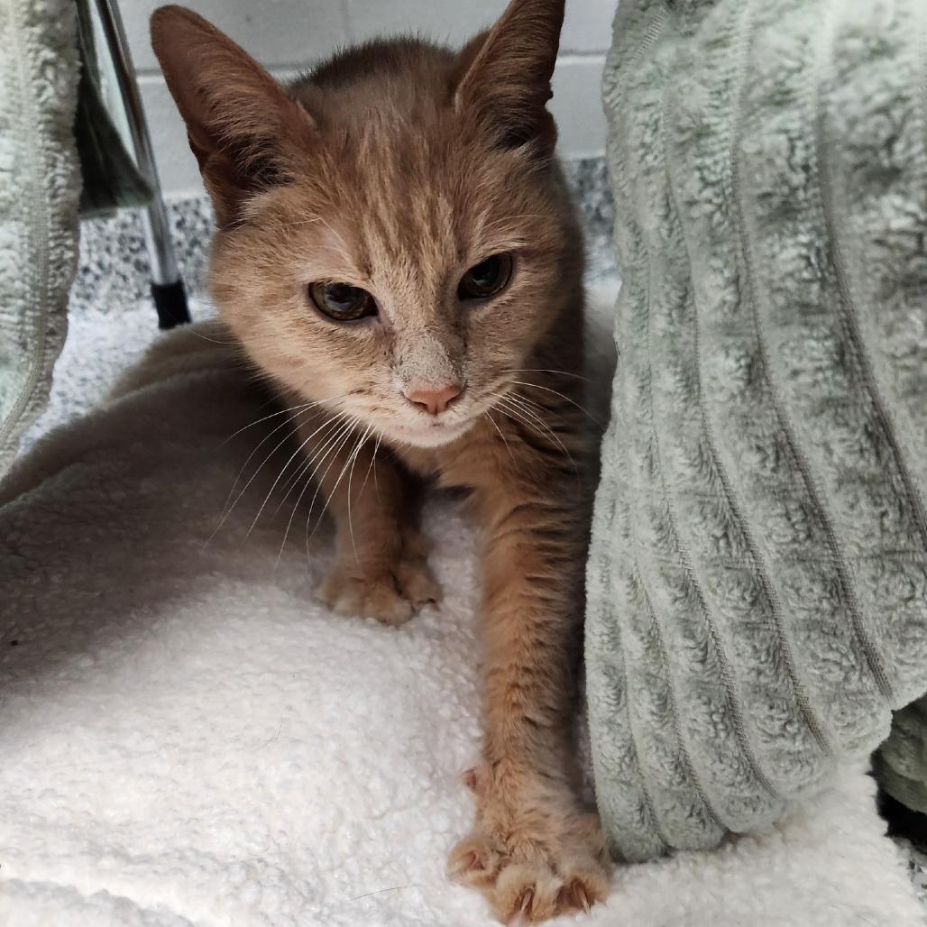 Enlarge Bram, a Adoptable Domestic Short Hair in Brookfield, WI image 4/5