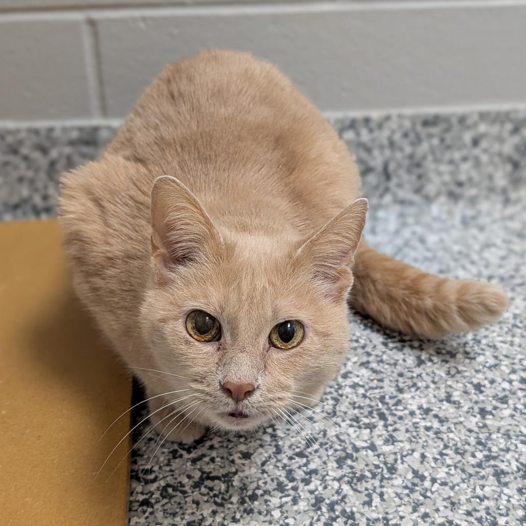 Enlarge Bram, a Adoptable Domestic Short Hair in Brookfield, WI image 5/5