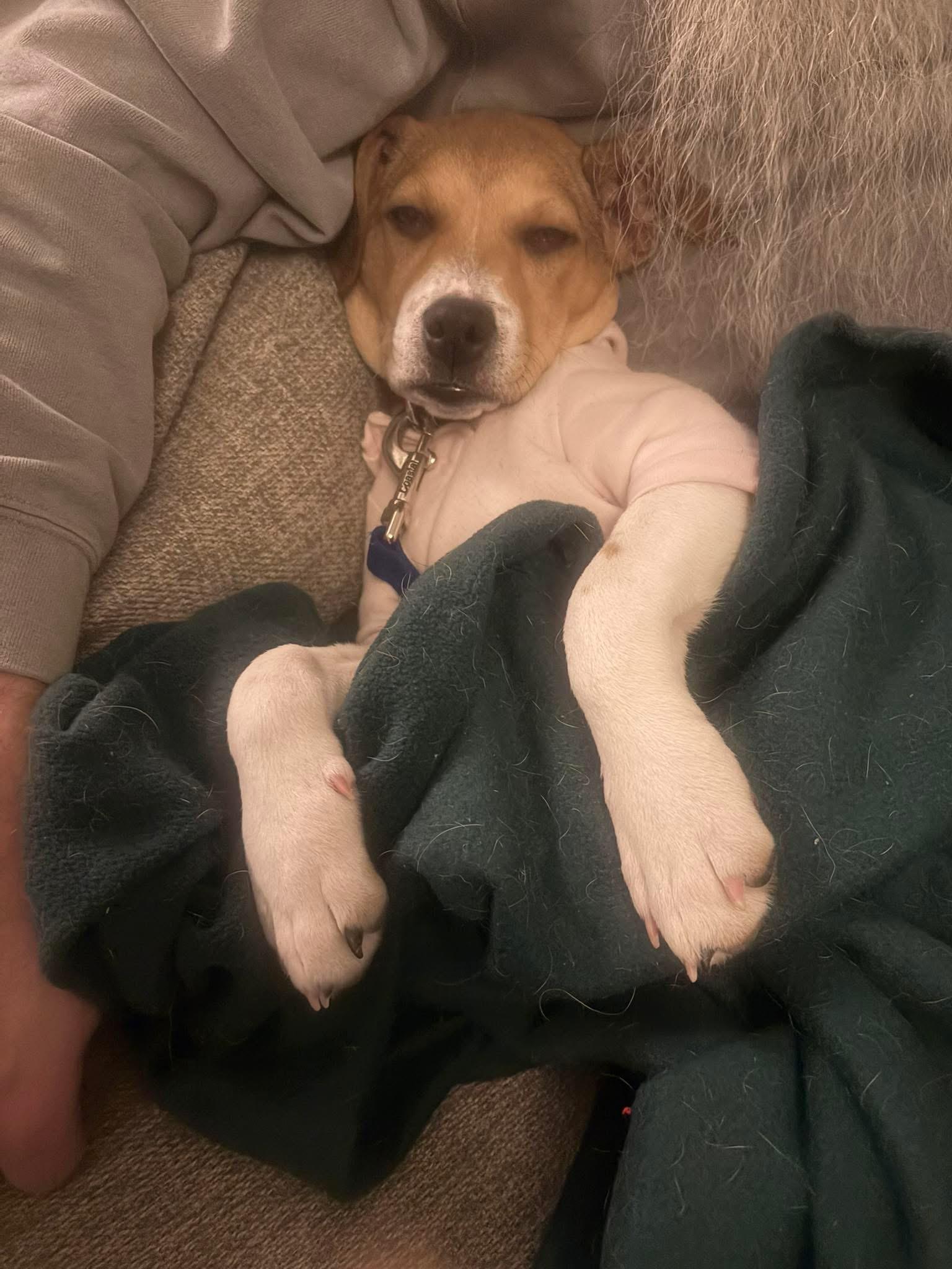 Enlarge Maple, a Adoptable mixed breed in Pembroke, MA image 2/3