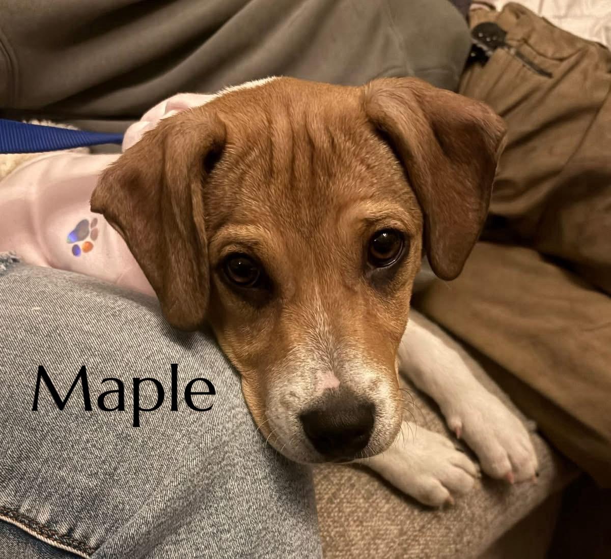 Maple, Adoptable, Puppy Female Beagle & Terrier.