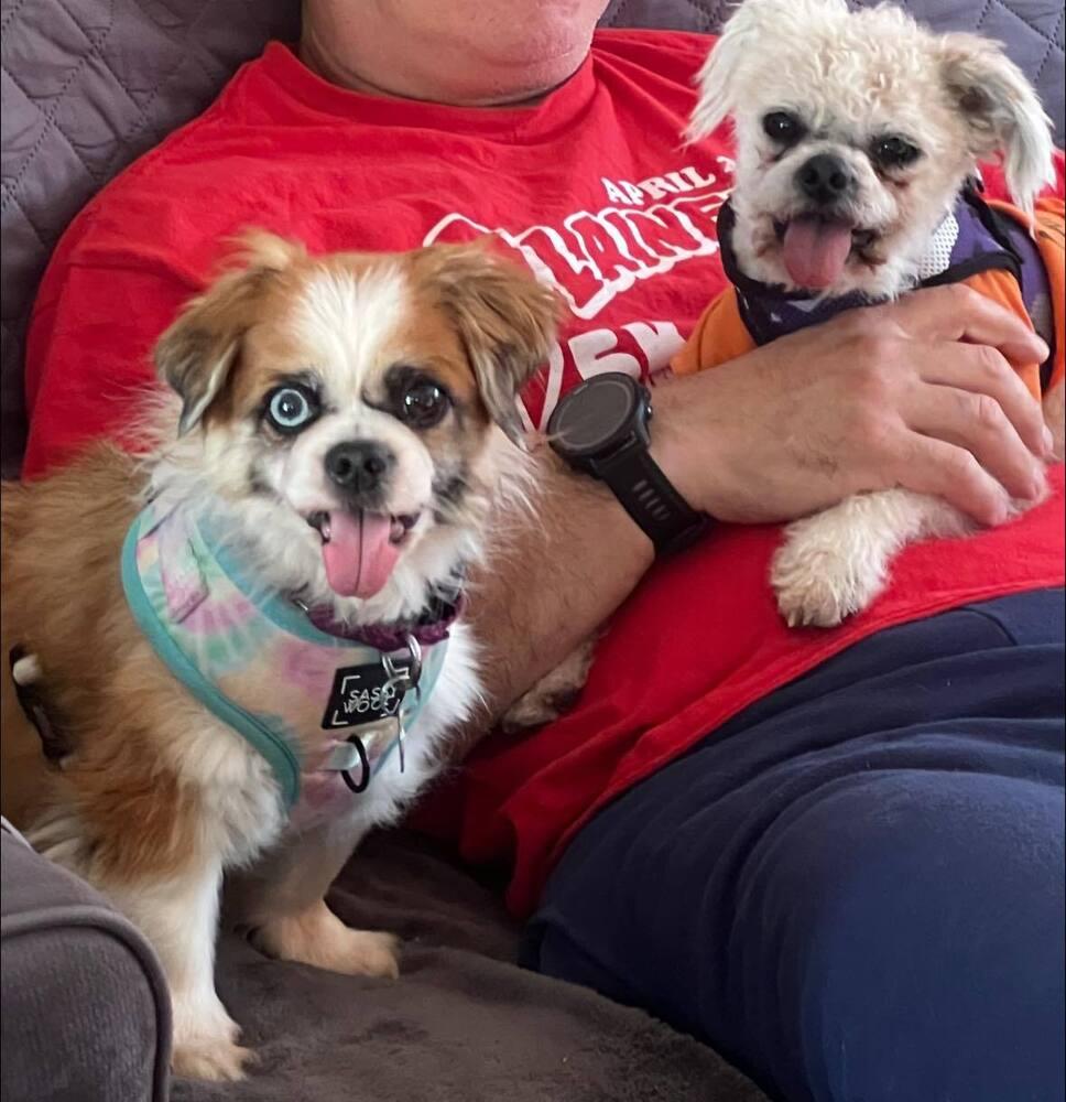 Star and Pina BONDED SISTERS, a Adoptable mixed breed in Huntington, NY image 1/2