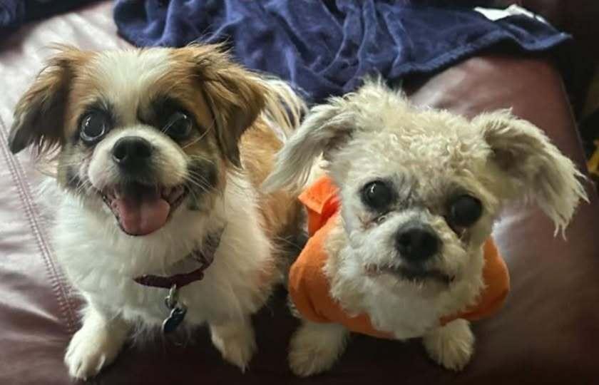 Star and Pina BONDED SISTERS, a Adoptable mixed breed in Huntington, NY image 2/2