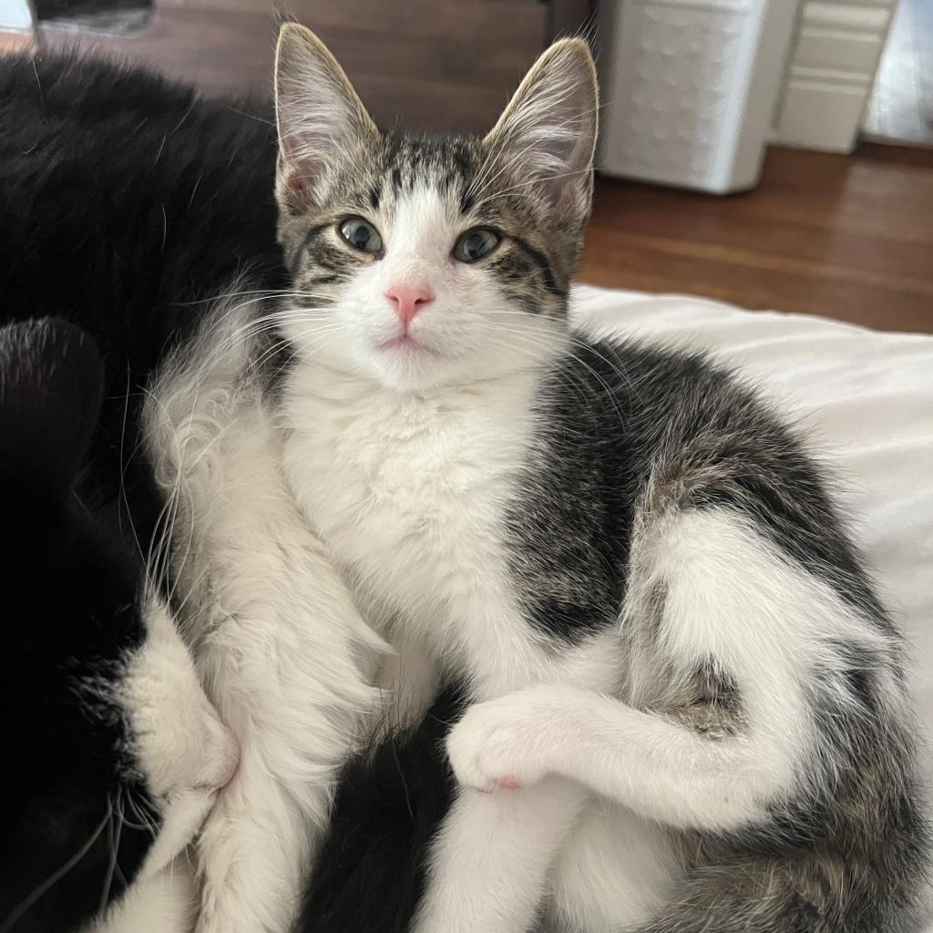 Enlarge SPICY, a Adoptable Domestic Short Hair in San Antonio, TX image 1/5