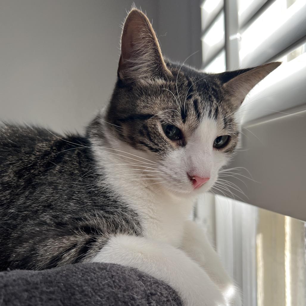 Enlarge SPICY, a Adoptable Domestic Short Hair in San Antonio, TX image 2/5