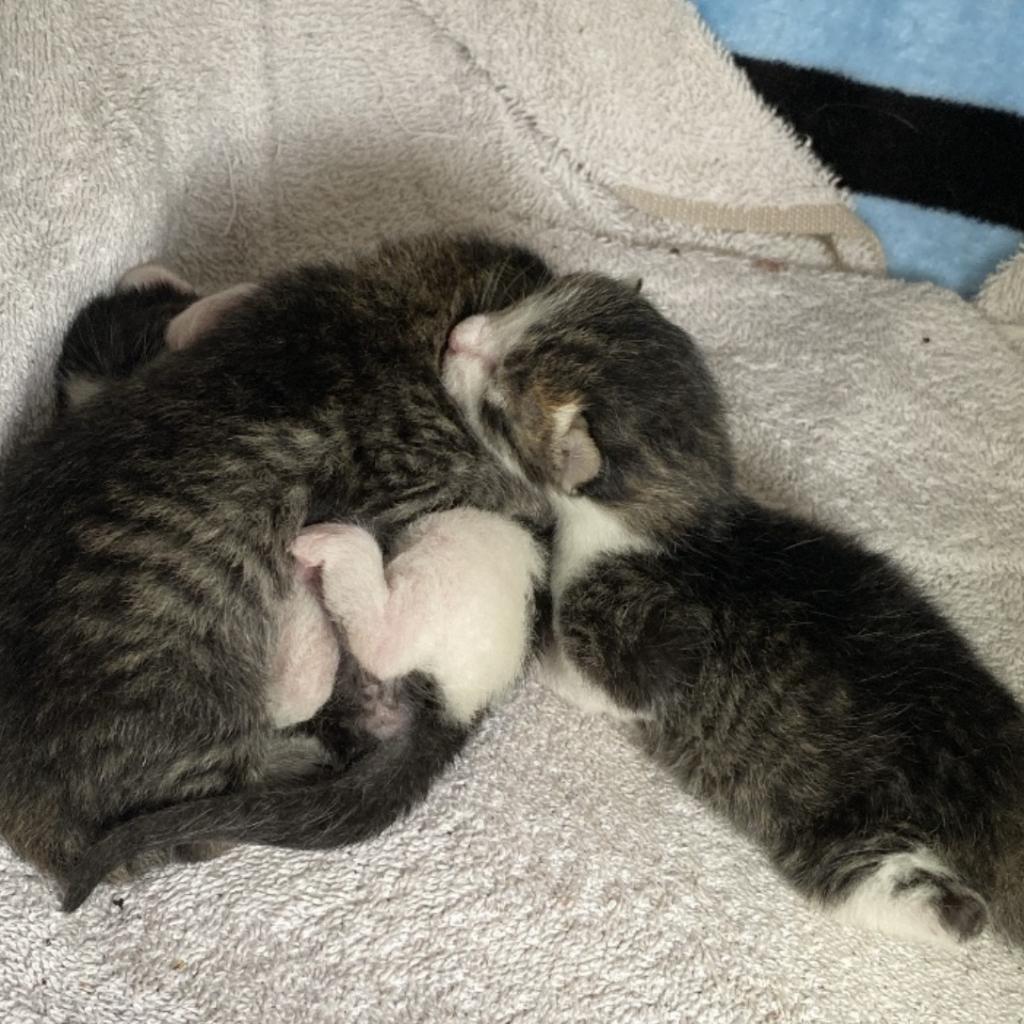 Enlarge SPICY, a Adoptable Domestic Short Hair in San Antonio, TX image 3/5