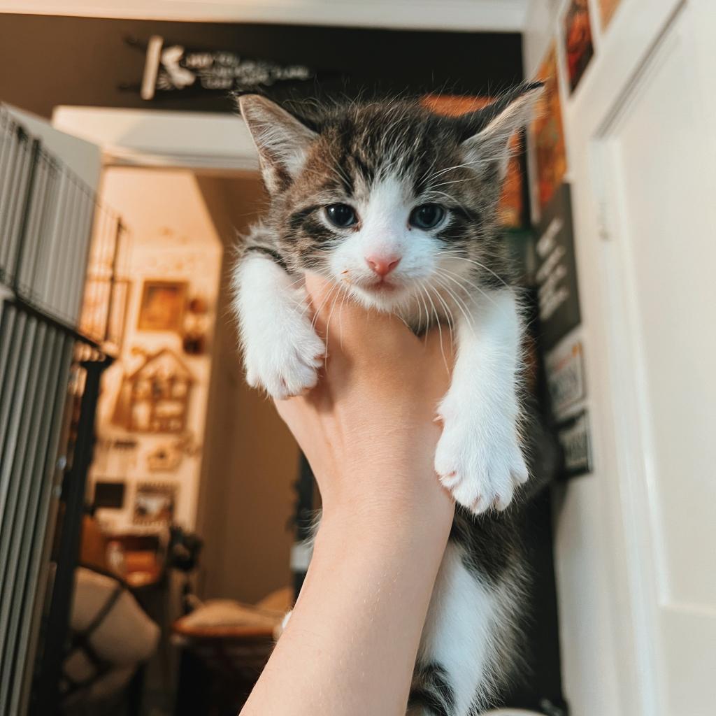 Enlarge SPICY, a Adoptable Domestic Short Hair in San Antonio, TX image 4/5