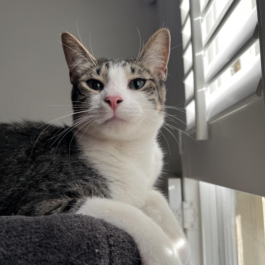 Enlarge SPICY, a Adoptable Domestic Short Hair in San Antonio, TX image 5/5