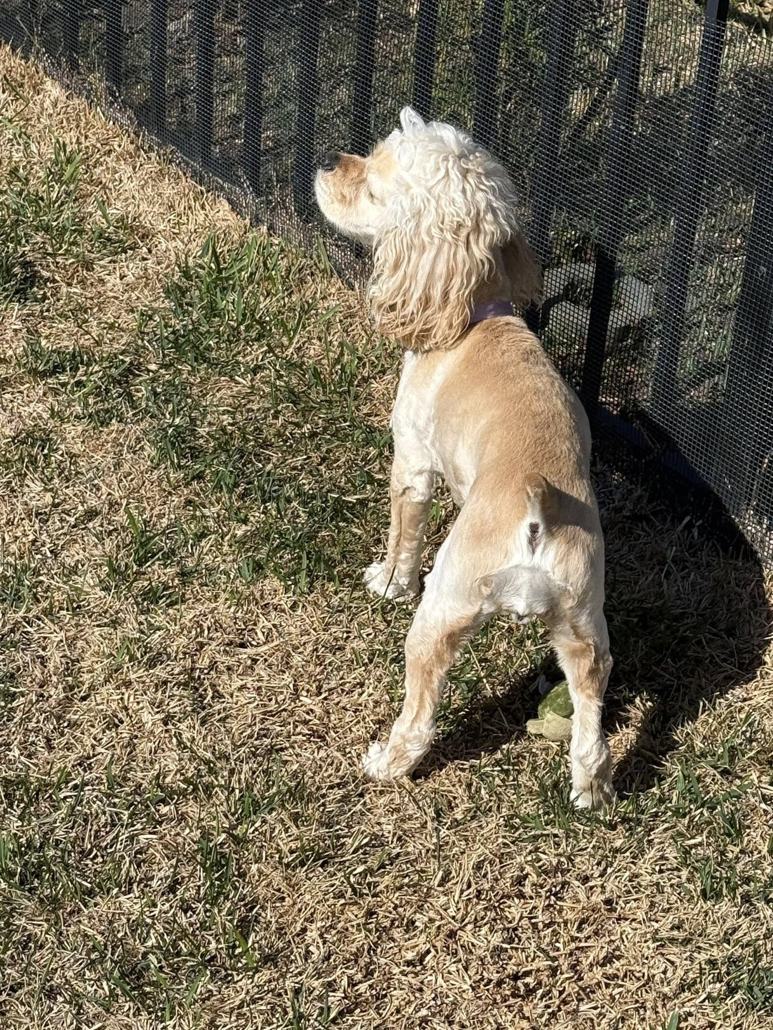 Enlarge Roxie, a Adopted Cocker Spaniel in Cape Coral, FL image 1/5