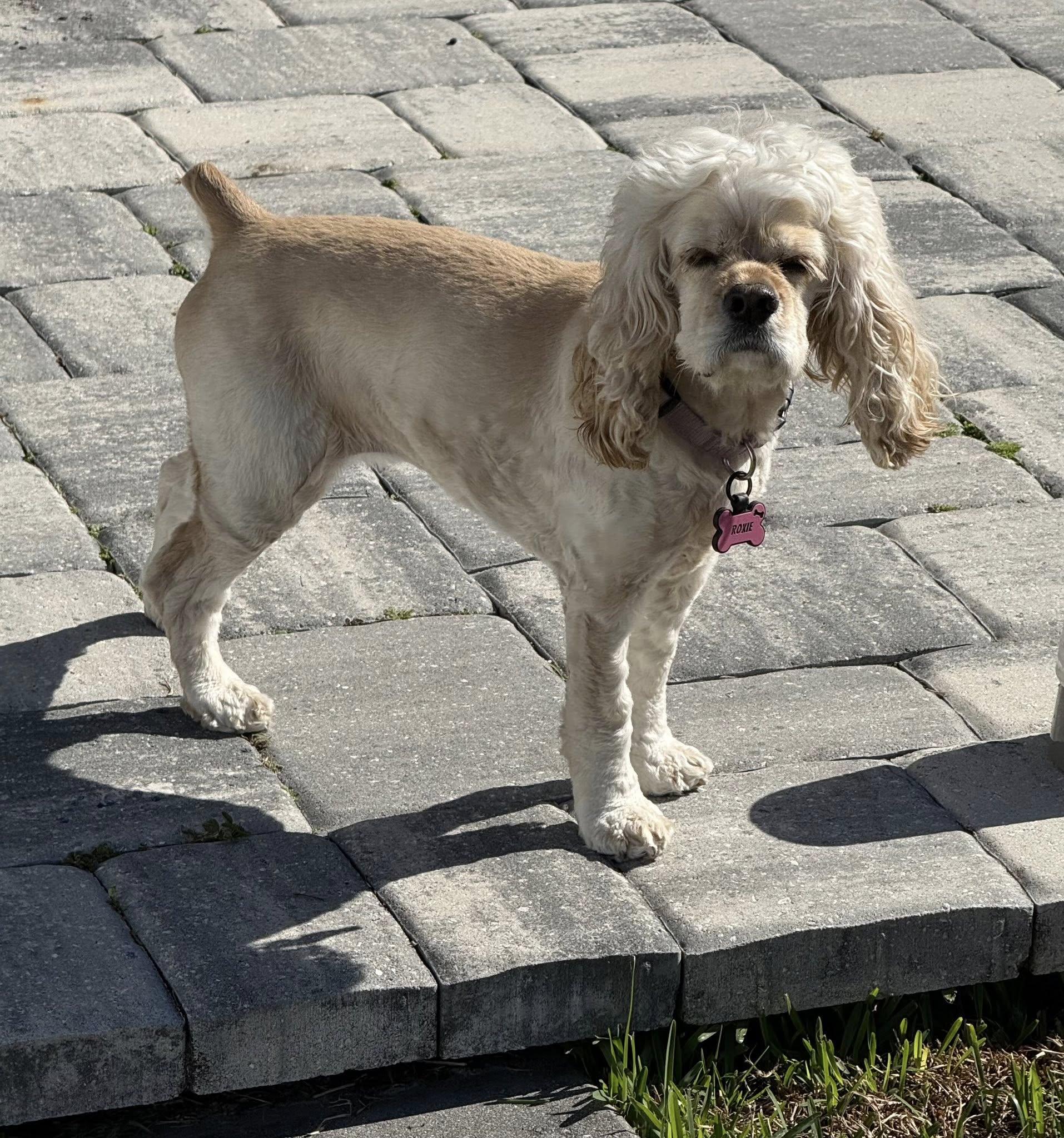 Enlarge Roxie, a Adopted Cocker Spaniel in Cape Coral, FL image 2/5