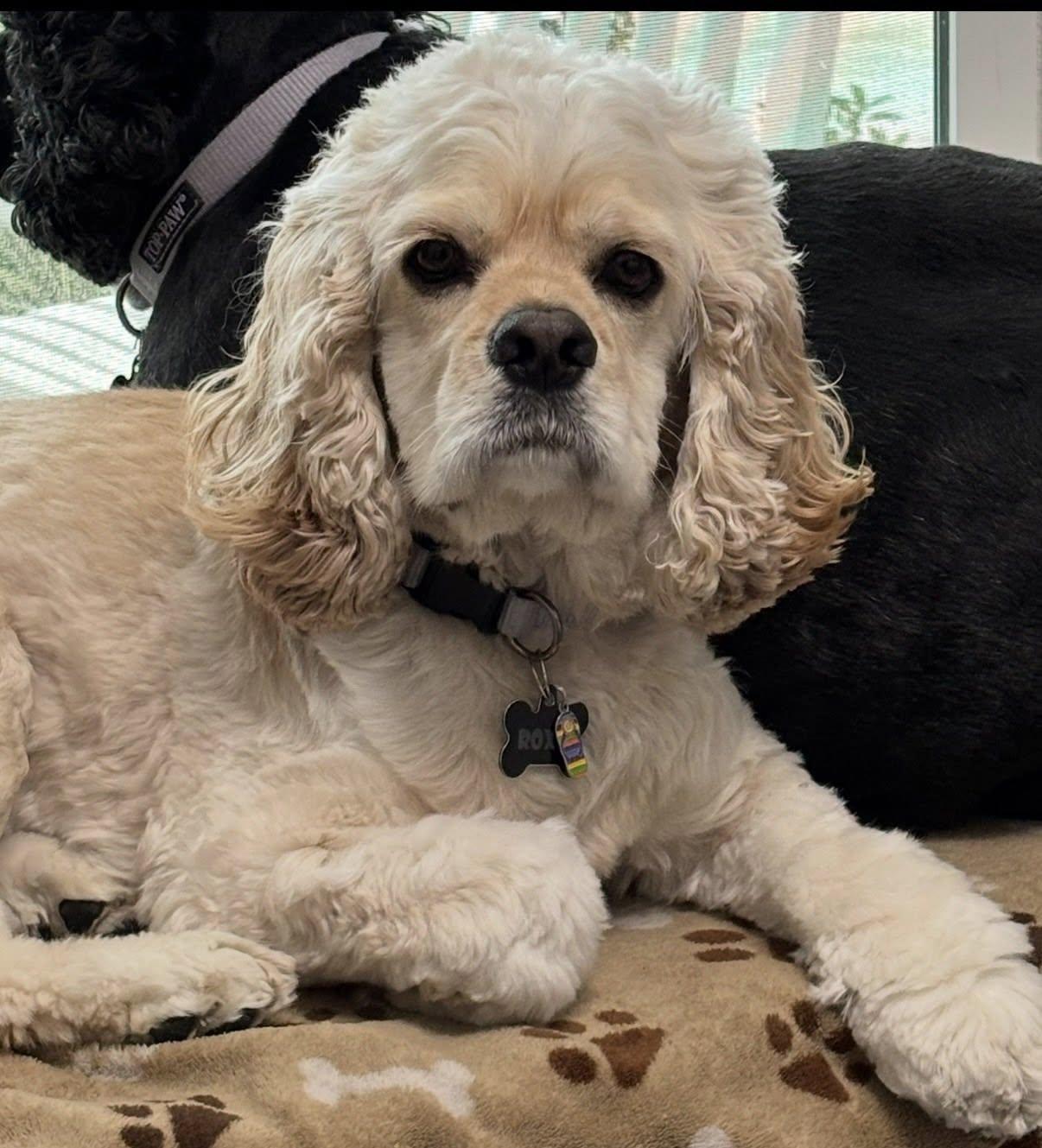 Enlarge Roxie, a Adopted Cocker Spaniel in Cape Coral, FL image 3/5