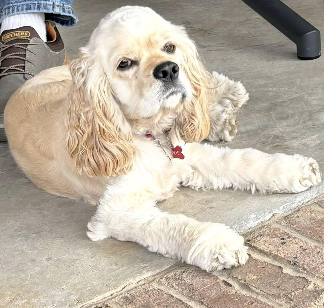 Enlarge Roxie, a Adopted Cocker Spaniel in Cape Coral, FL image 4/5