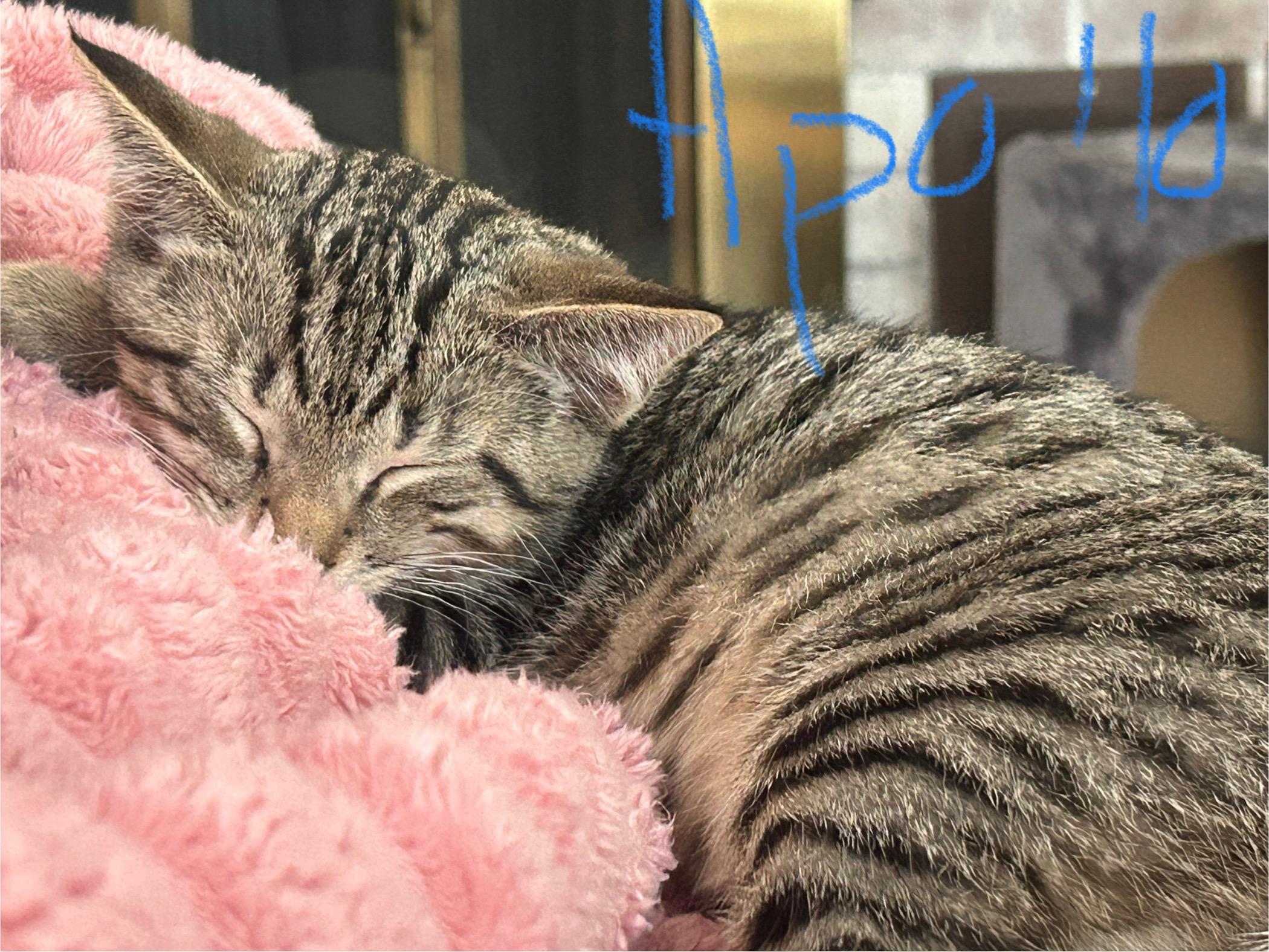 Apollo (kitten)
