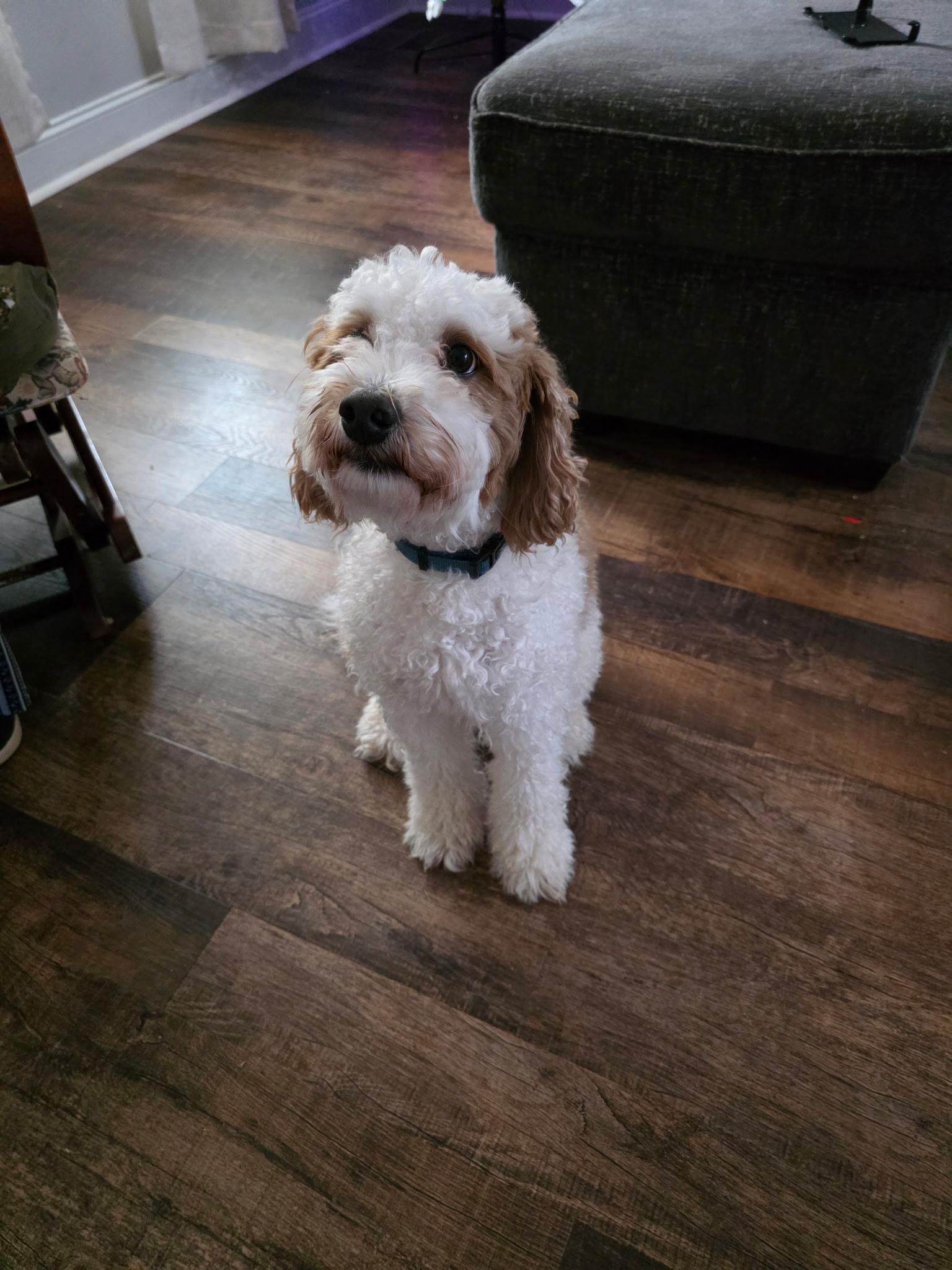 Kipper and Posie, a ADOPTABLE Goldendoodle in Greenville, SC image 2/3