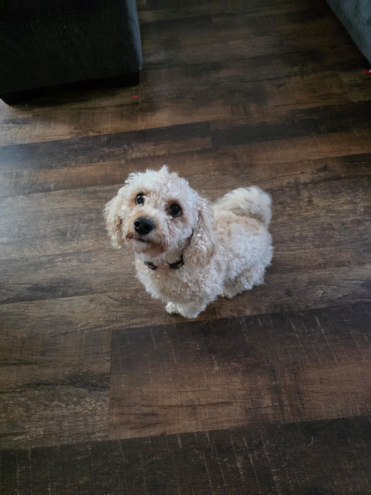 Kipper and Posie, a ADOPTABLE Goldendoodle in Greenville, SC image 3/3