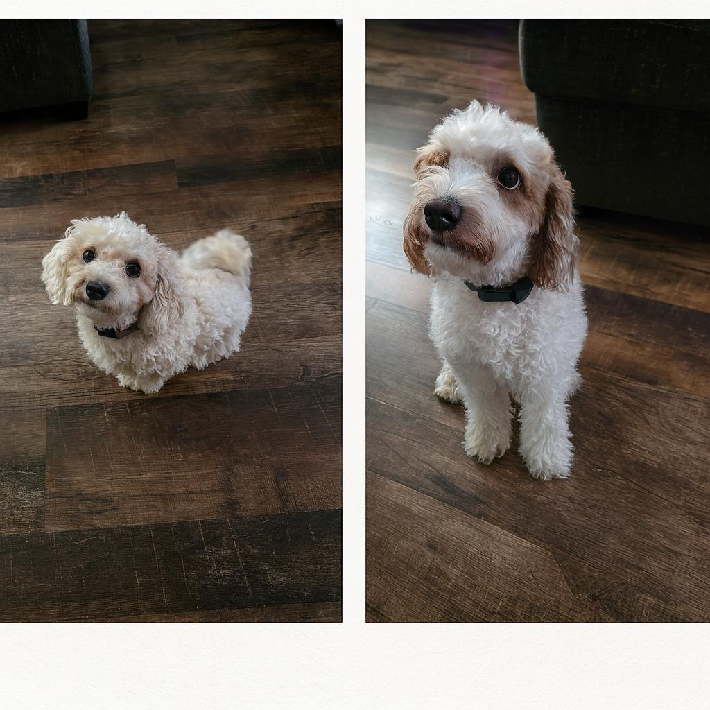 Kipper and Posie, ADOPTABLE, Young Male Goldendoodle.