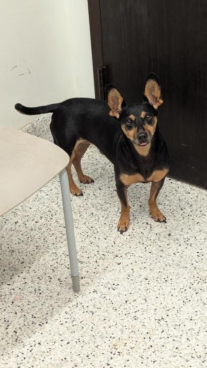 Star - ADOPTED, Adoptable, Adult Female Miniature Pinscher.