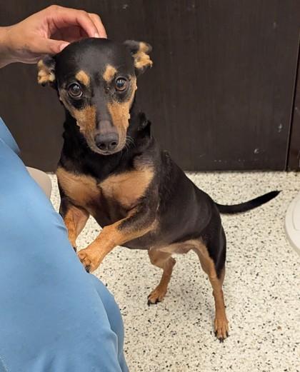 Enlarge Star - ADOPTED, a Adoptable Miniature Pinscher in Atlanta, GA image 2/2