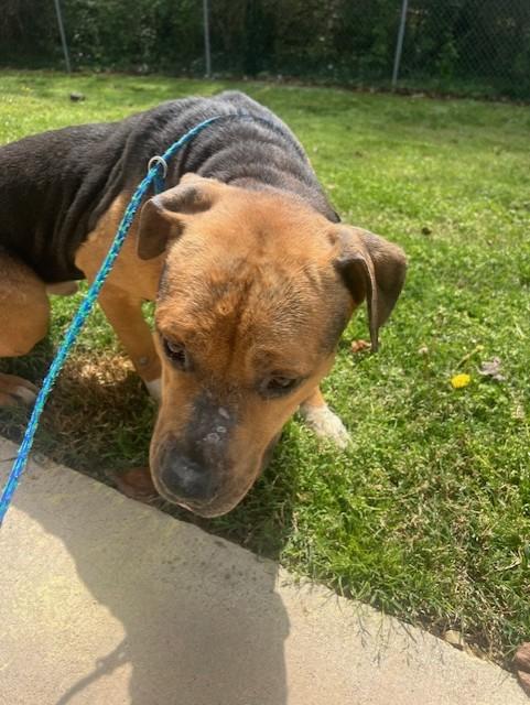 Tater23047, ADOPTABLE, Young Male Pit Bull Terrier.