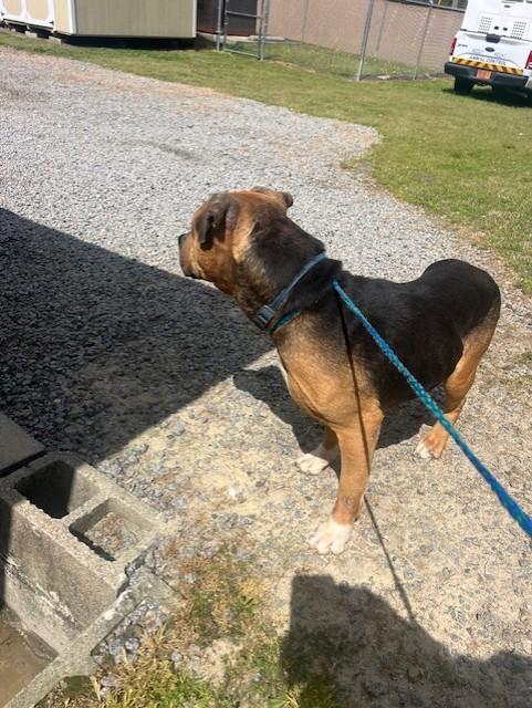 Enlarge Tater23047, a ADOPTABLE mixed breed in Rocky Mount, NC image 2/2