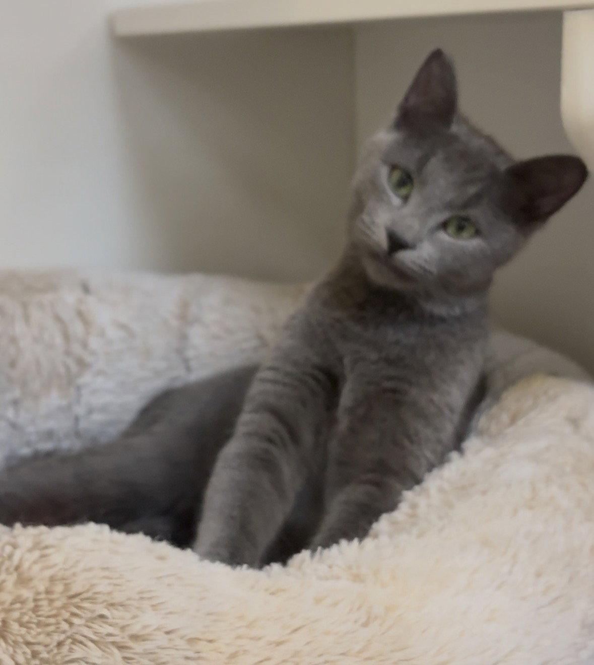 Enlarge Ash, a Adopted Russian Blue in Cuyahoga Falls, OH image 1/3
